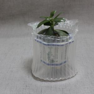 绿植气柱袋